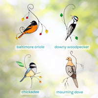 Baltimore Oriole