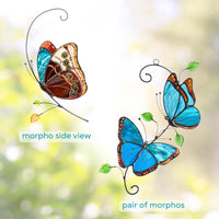 Morpho Side View