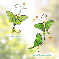 Luna Moth