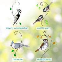 Downy Woodpecker